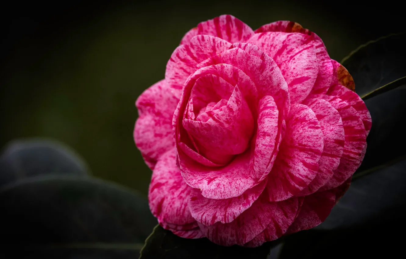 Photo wallpaper leaves, pink, Camellia, hot pink