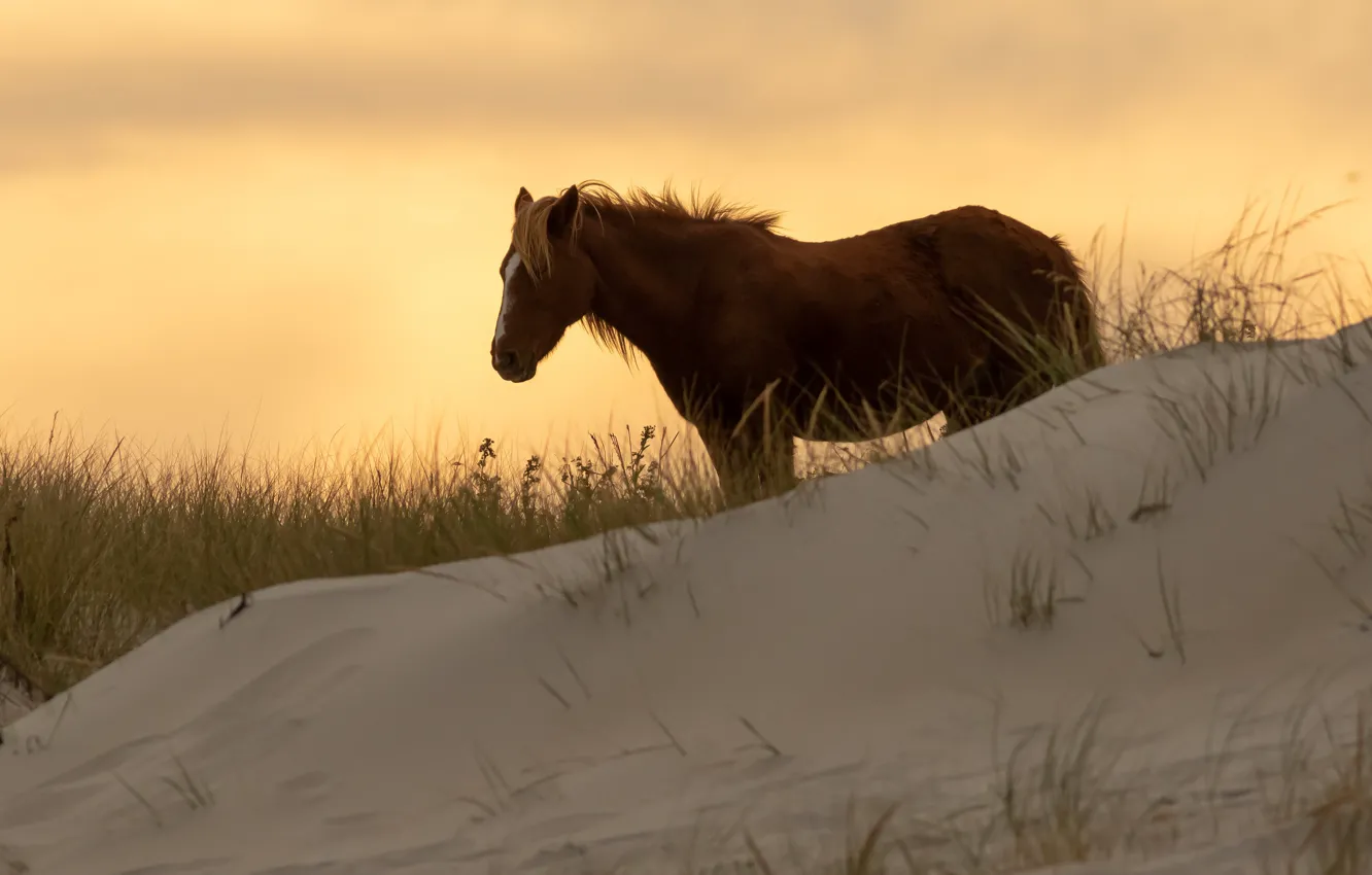 Photo wallpaper sand, the sky, grass, sunset, horse, dawn, horse, silhouette