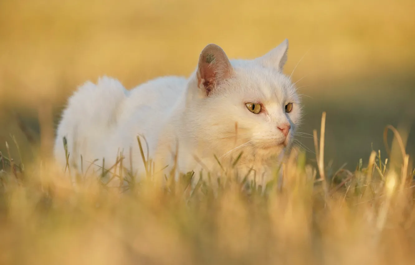 Photo wallpaper cat, white, grass, cat, look, face, light, yellow
