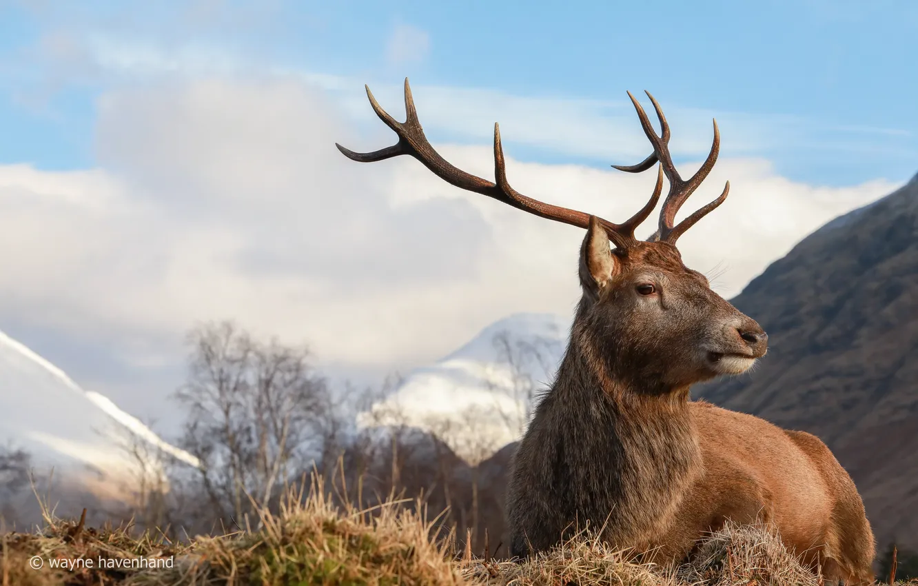 Photo wallpaper horns, wildlife, red deer