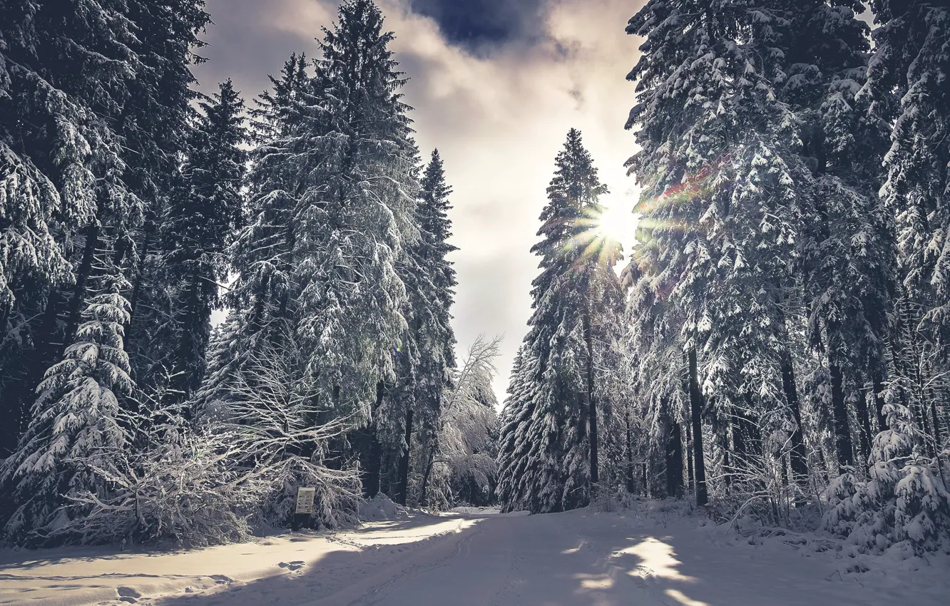 Photo wallpaper winter, forest, snow