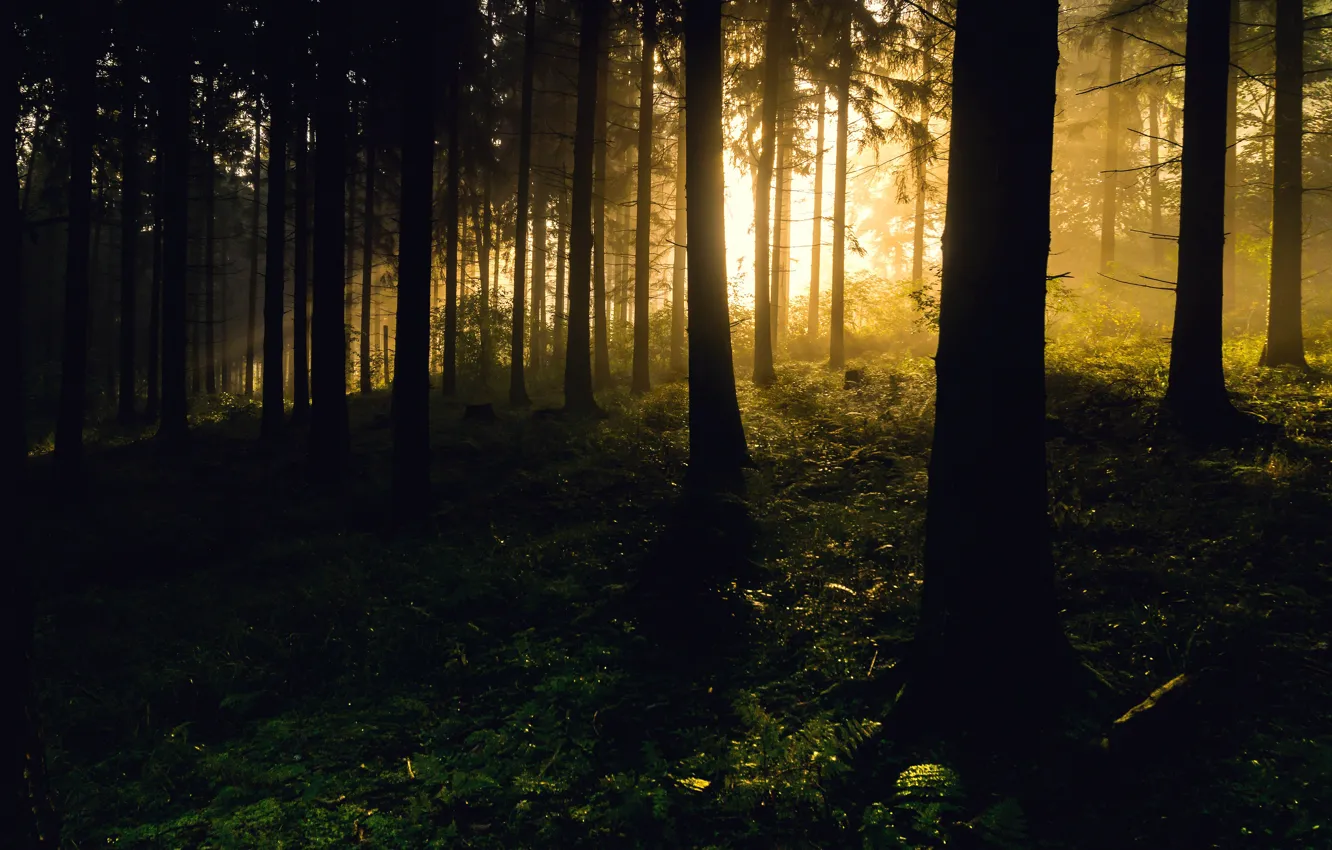 Photo wallpaper forest, light, trees, fog, silhouettes, fern, stoly