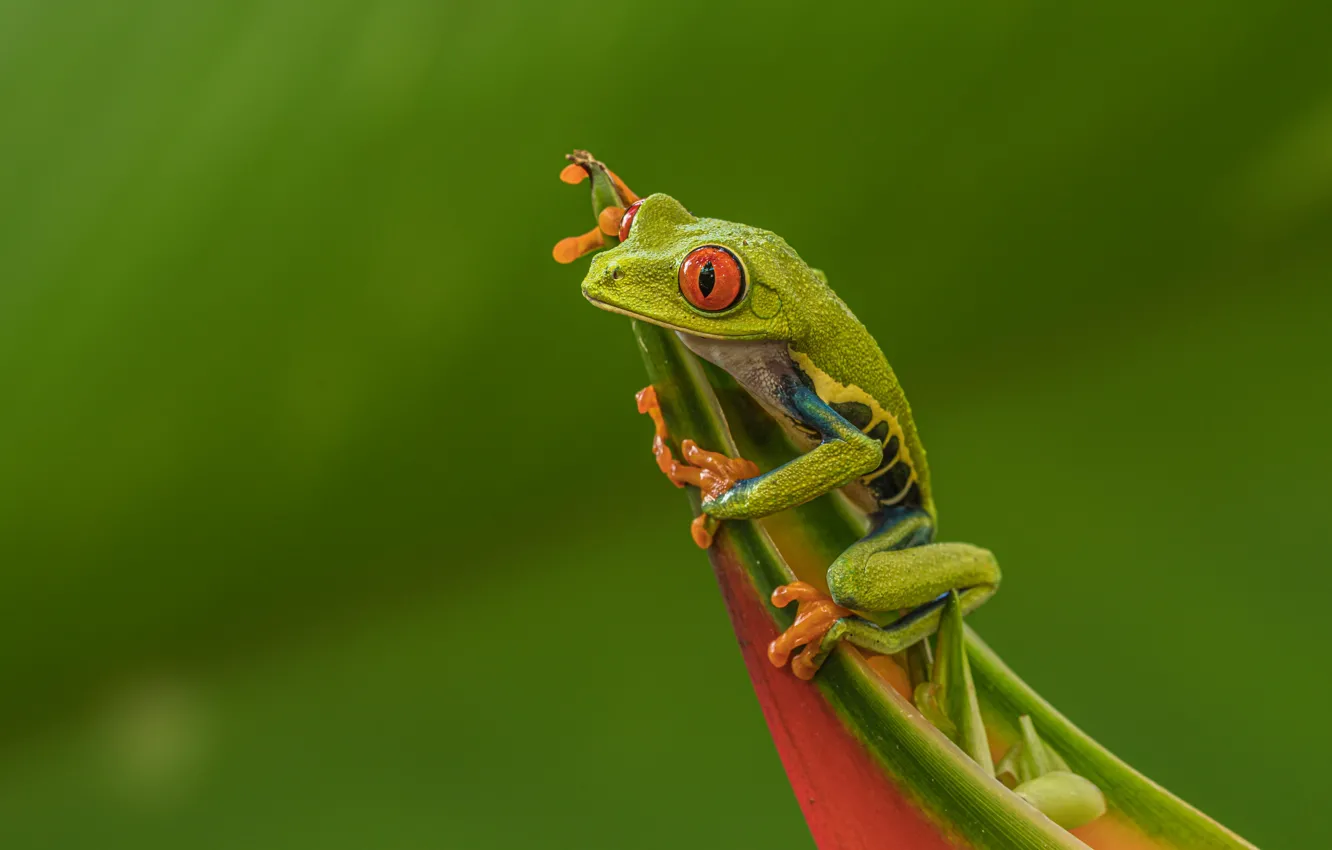 Photo wallpaper pose, leaf, frog, green background, red-eyed tree frog