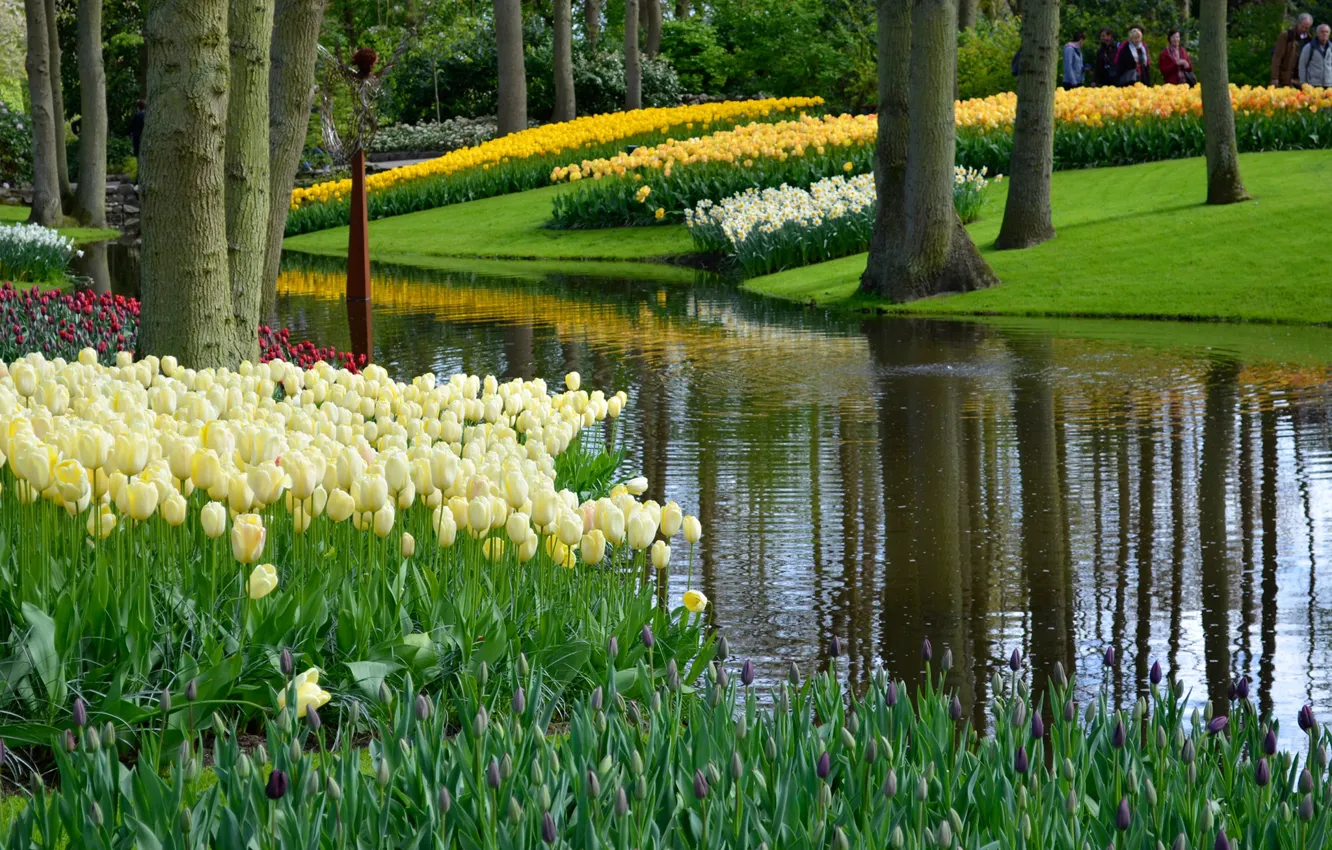 Photo wallpaper greens, grass, trees, flowers, pond, Park, tulips, Netherlands