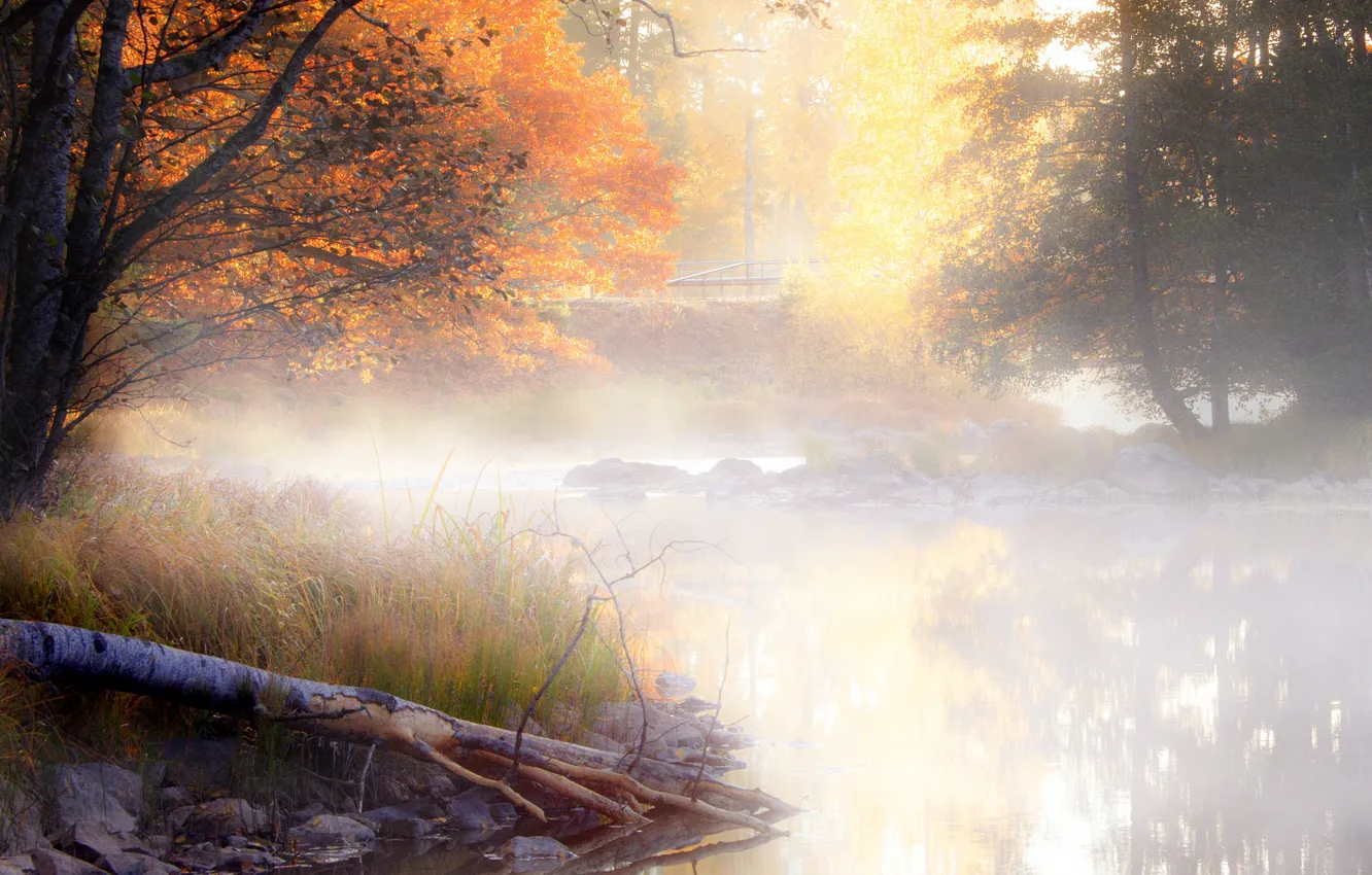 Photo wallpaper autumn, leaves, water, trees, landscape, nature, fog, reflection