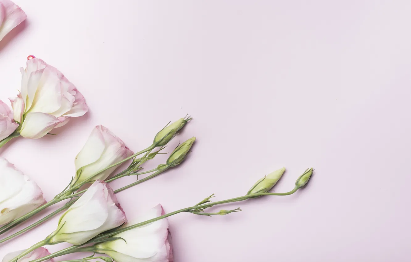 Photo wallpaper background, pink, pink, flowers, eustoma, eustoma