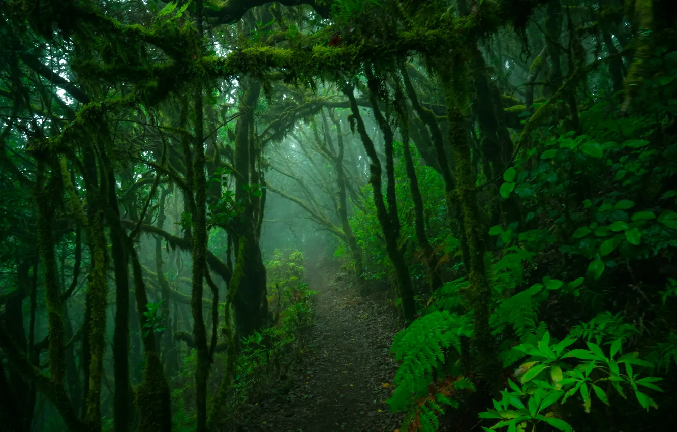 Photo wallpaper forest, trees, nature, jungle, path