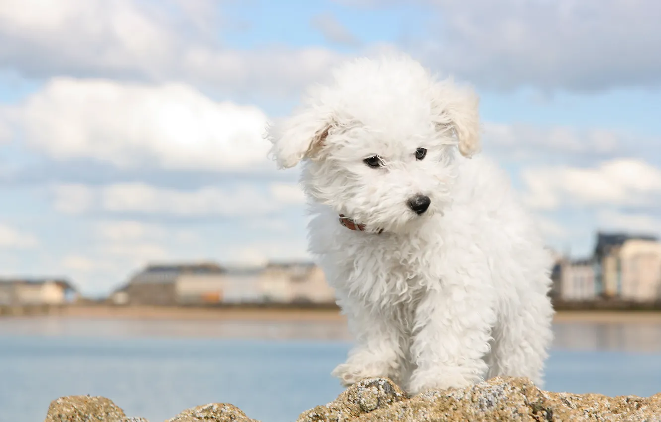 Photo wallpaper white, the sky, clouds, the city, river, shore, dog, puppy