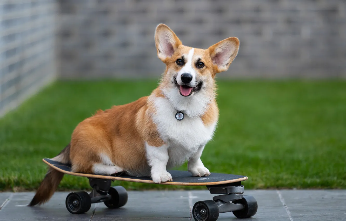 Photo wallpaper look, pose, dog, face