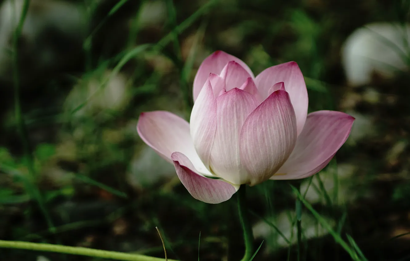 Photo wallpaper flower, grass, nature, the dark background, pink, blur, Bud, Lotus