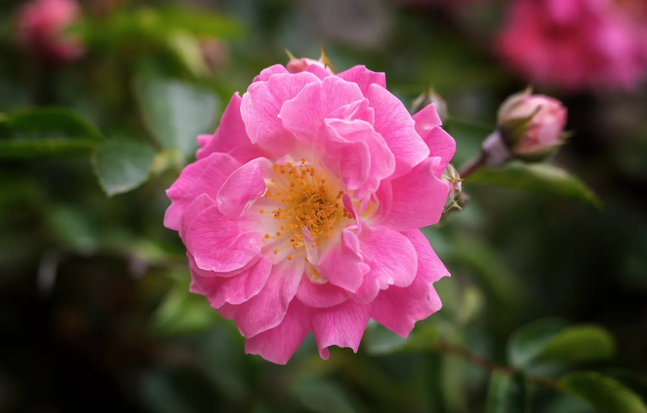 Photo wallpaper leaves, flowers, roses, blur, pink, buds, bokeh