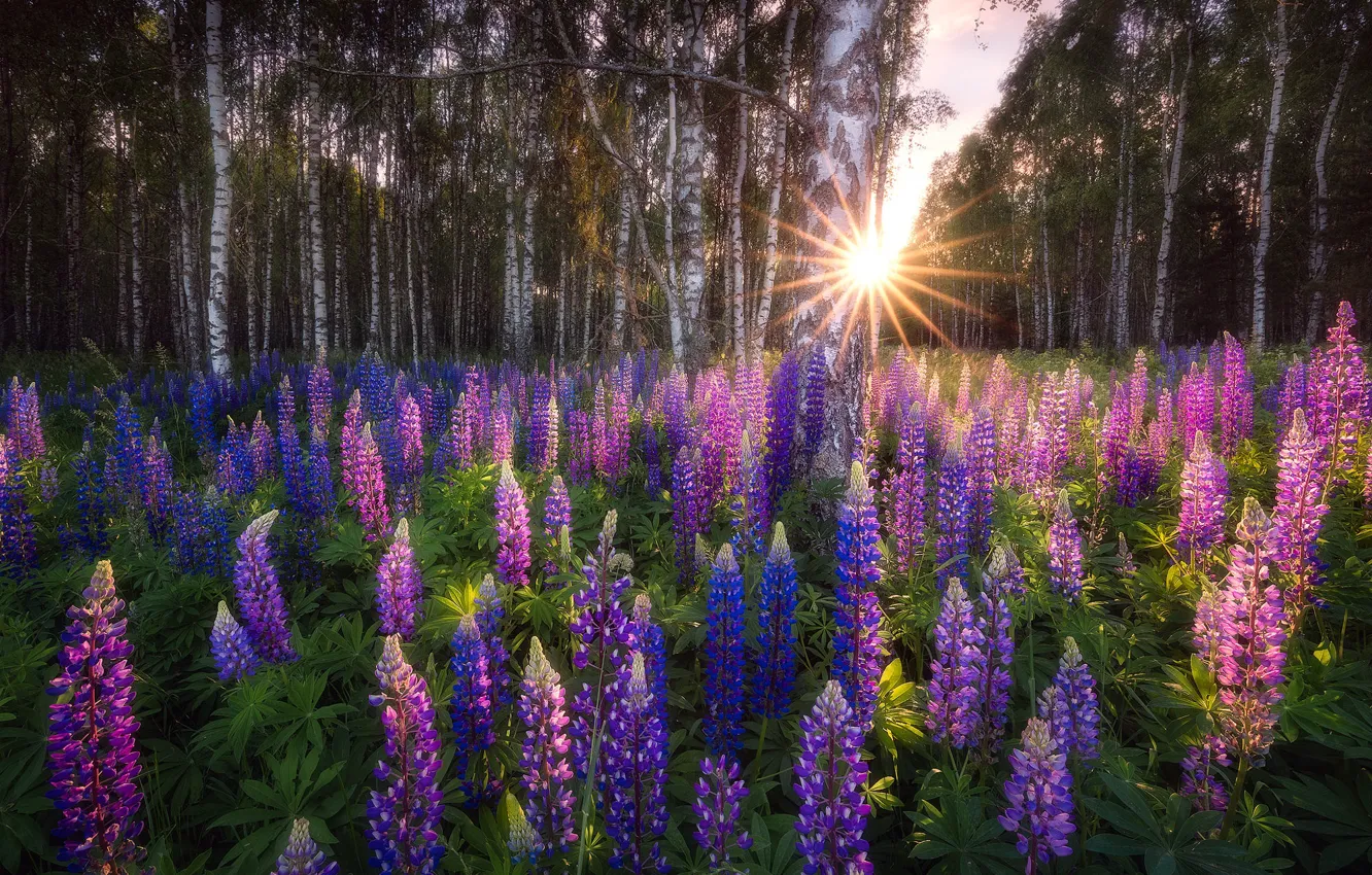 Photo wallpaper field, forest, summer, the sun, rays, flowers, blue, dawn