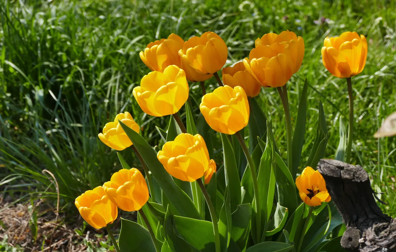 Photo wallpaper flowers, spring, yellow, garden, tulips