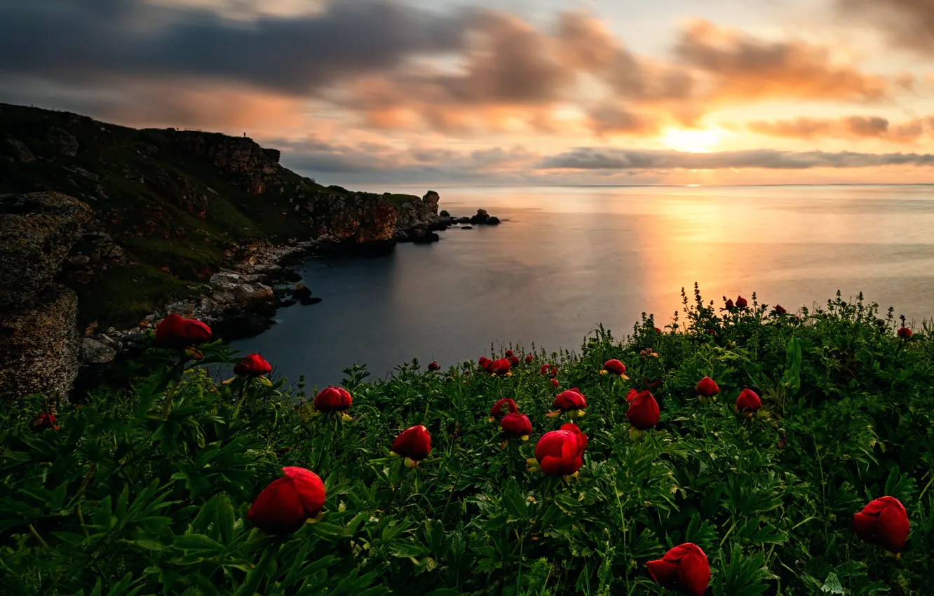 Photo wallpaper sea, shore, Bay, Bay, peonies