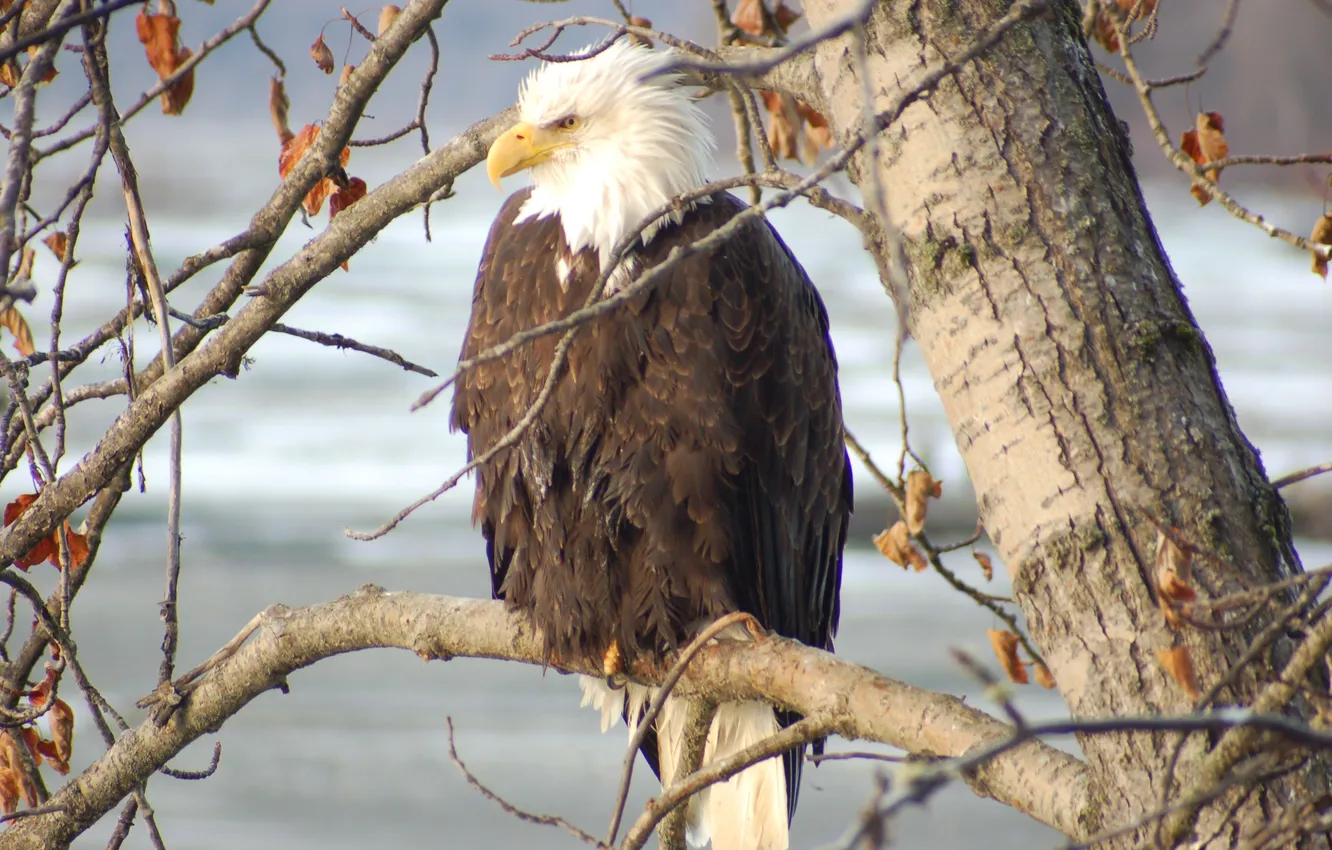 Photo wallpaper power, pride, bald eagle, the symbol of America