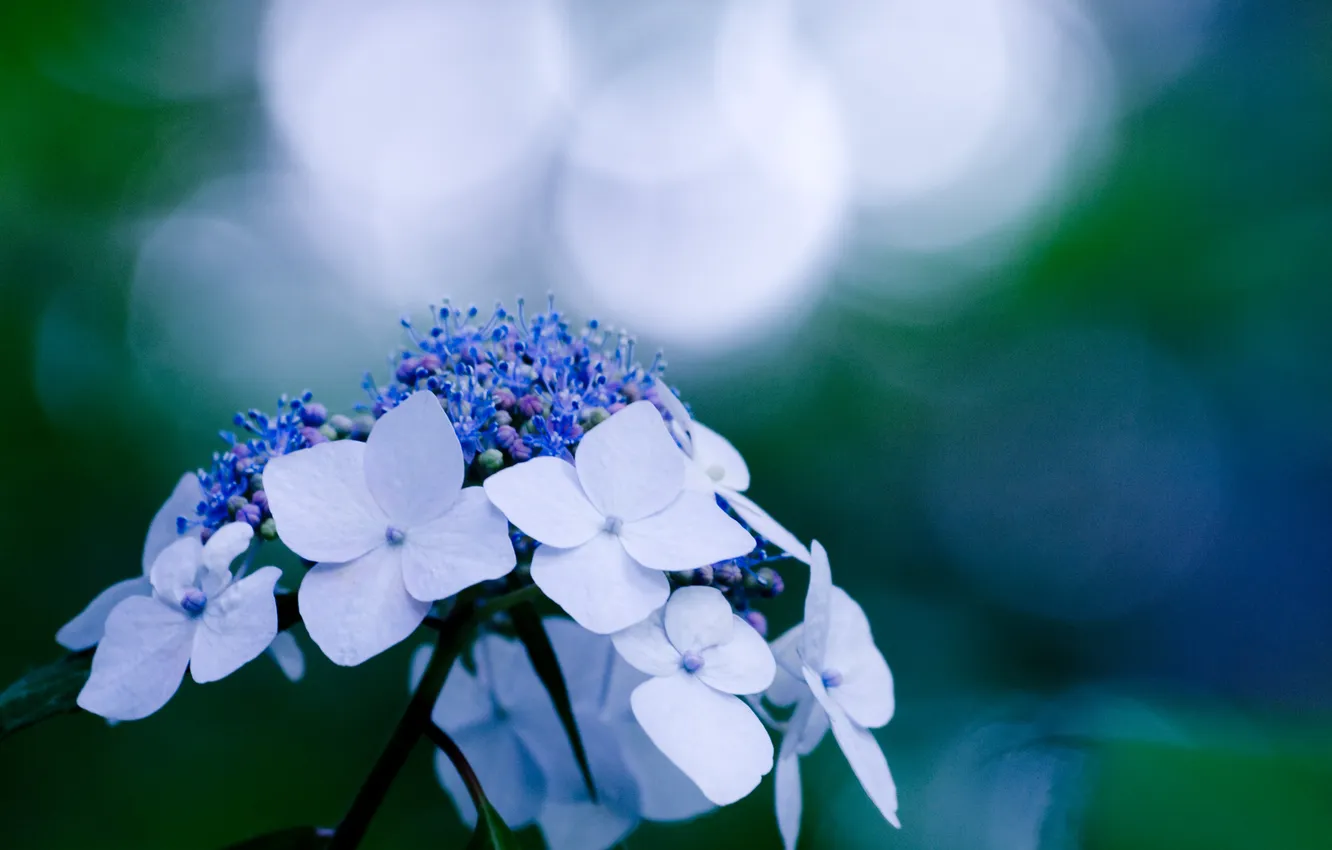 Photo wallpaper macro, flowers, blue, glare, blue, plant