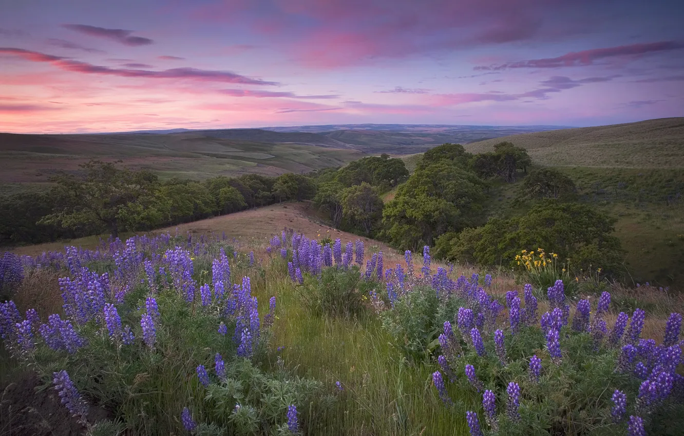 Photo wallpaper summer, the sky, grass, clouds, trees, flowers, mountains, nature