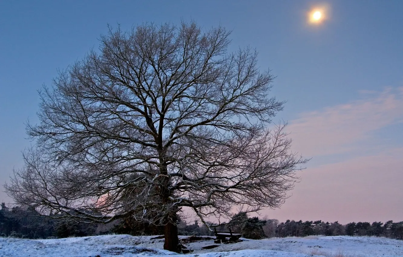 Photo wallpaper winter, forest, snow, trees, bench, frost