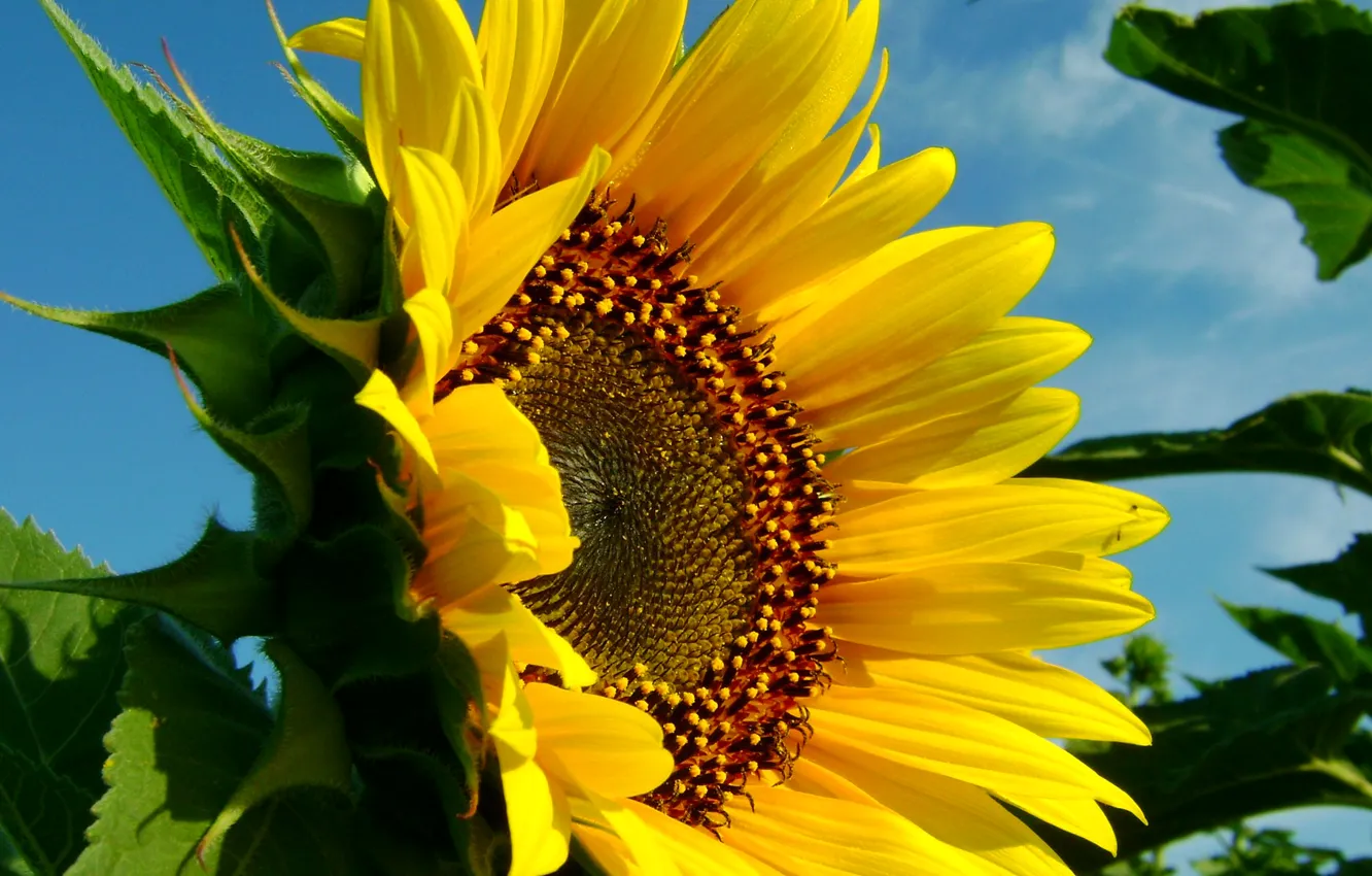 Photo wallpaper flower, the sky, nature, sheet, sunflower