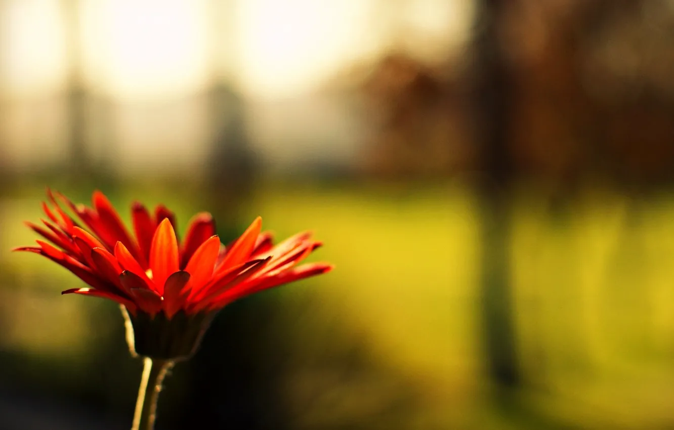 Photo wallpaper flower, flowers, red, background, Wallpaper, blur, wallpaper, flower