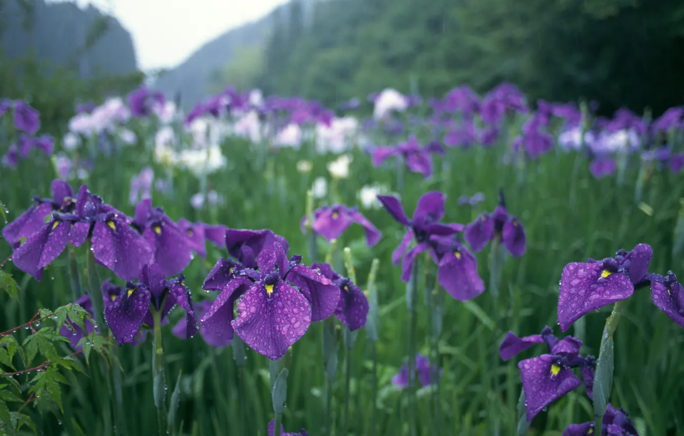 Photo wallpaper greens, drops, flowers, rain, Japan, garden, purple, irises