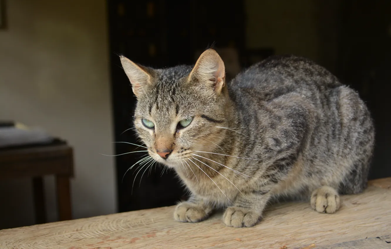 Photo wallpaper eyes, cat, feline