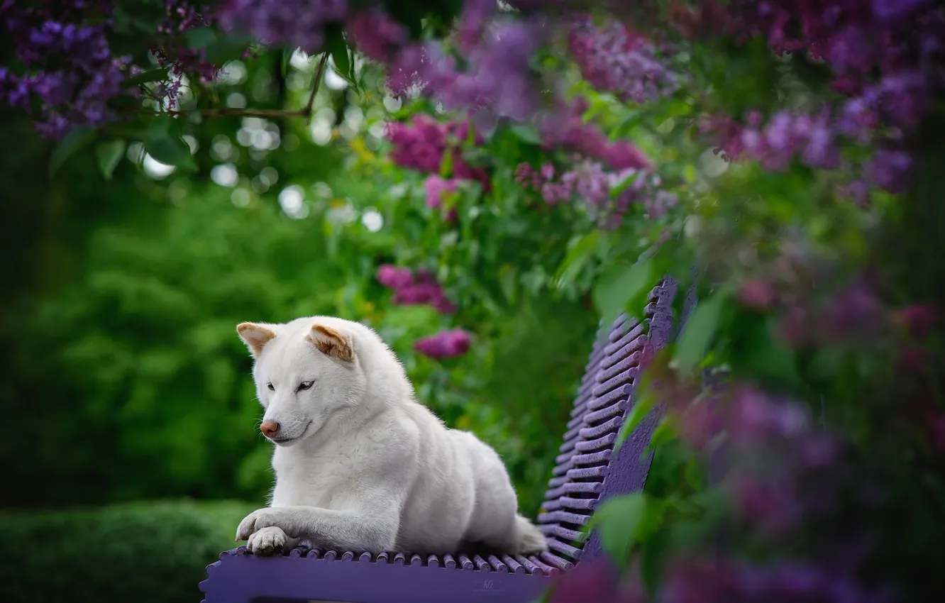 Photo wallpaper white, bench, dog, lilac, Akita inu, Galina Koptilina