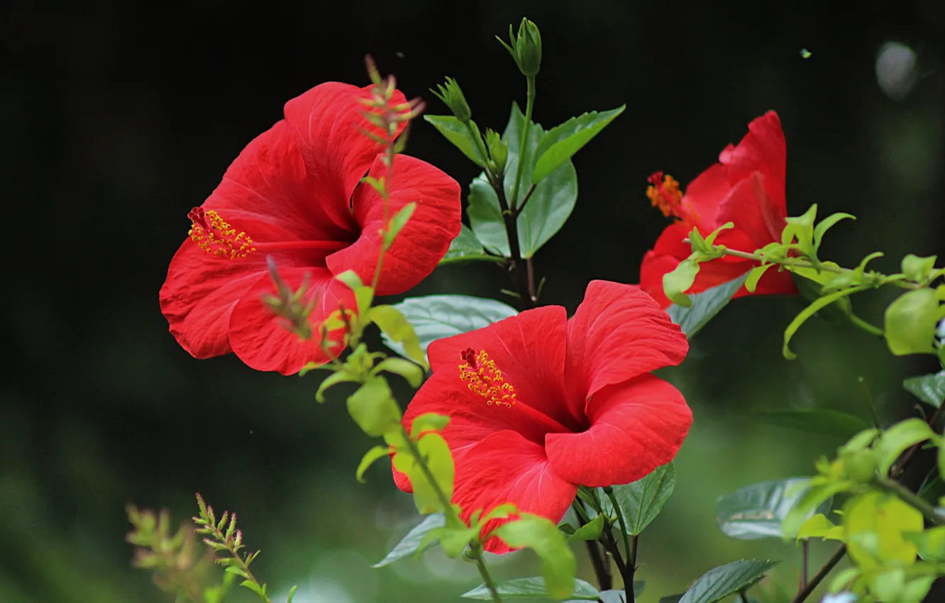 Photo wallpaper red flowers, hibiscus, Hibiscus, Red flowers