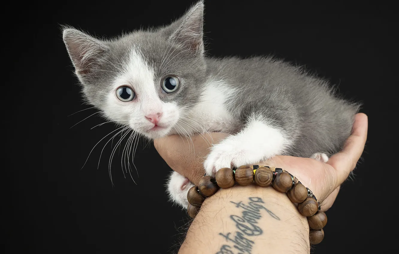 Photo wallpaper cat, look, the dark background, kitty, grey, hand, tattoo, bracelet
