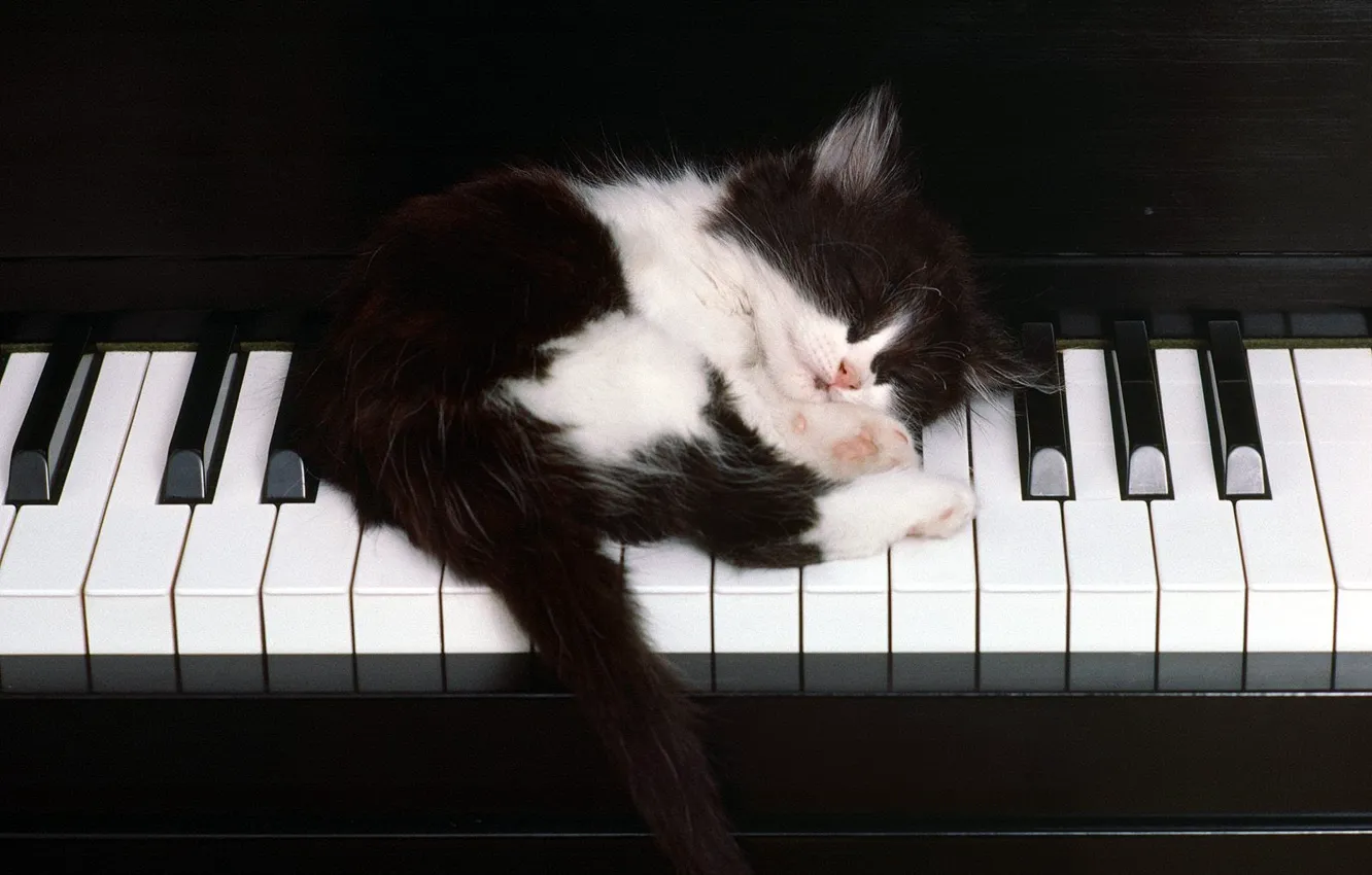 Photo wallpaper Kitty, keys, sleeping, piano