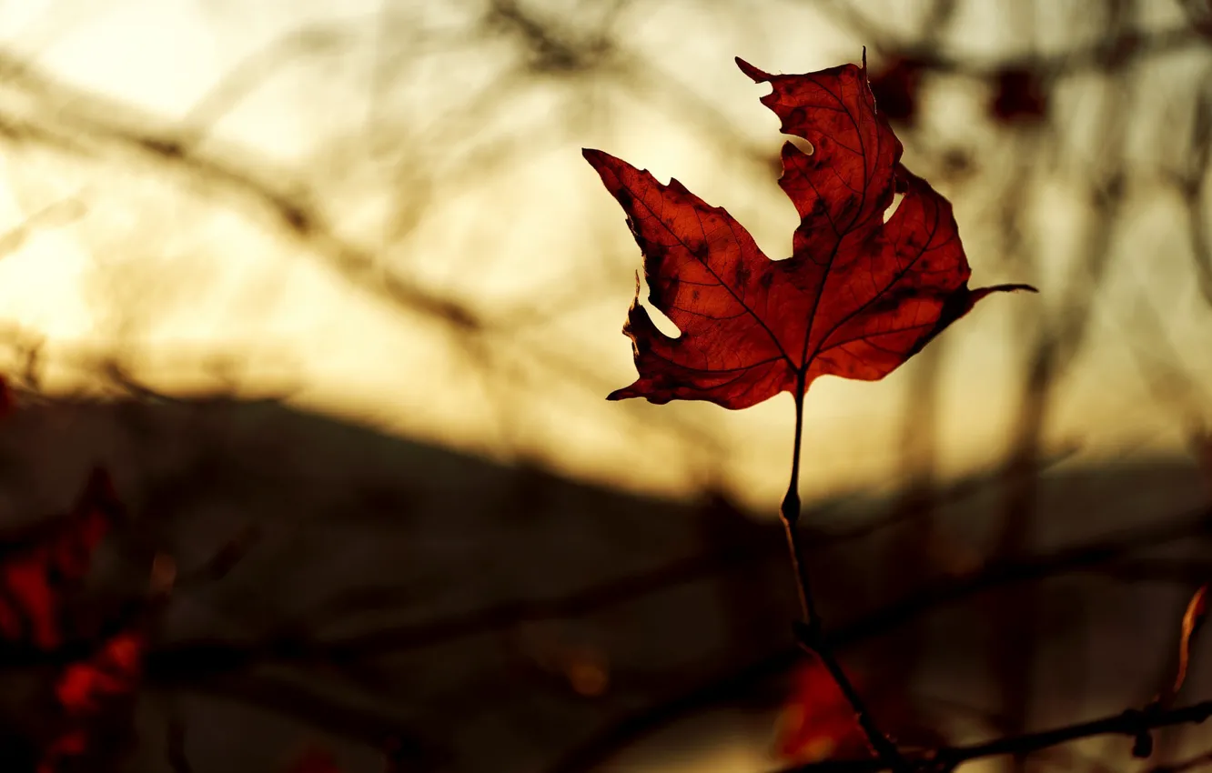 Photo wallpaper autumn, macro, light, red, sheet, color, branch