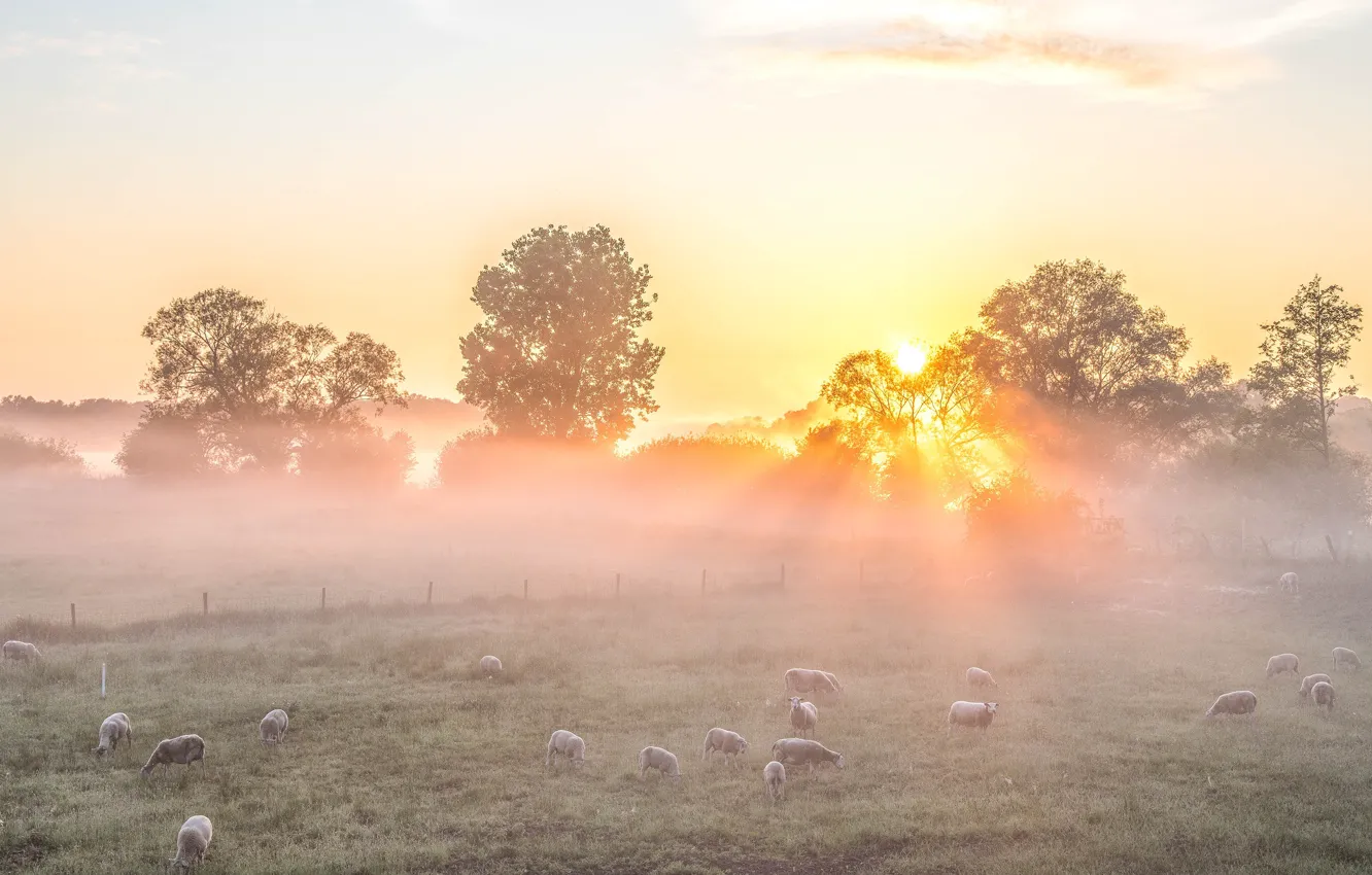 Photo wallpaper field, the sky, the sun, rays, light, trees, fog, dawn