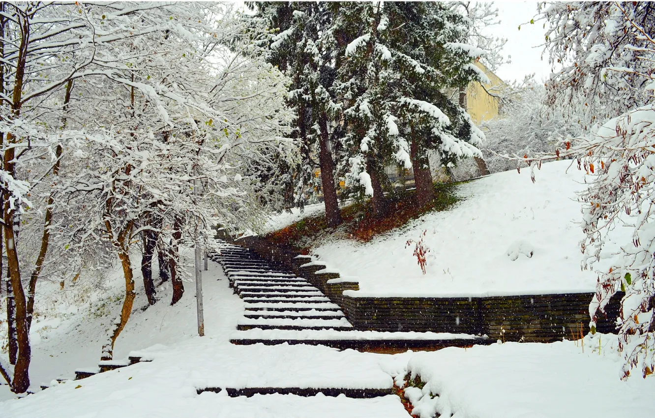 Photo wallpaper winter, snow, trees, Park, frost, ladder, the snow, stage