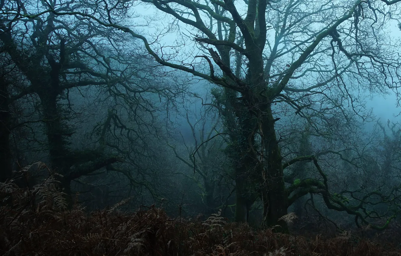 Photo wallpaper forest, trees, nature, fog, UK, twilight, United Kingdom, Emmie J Gee