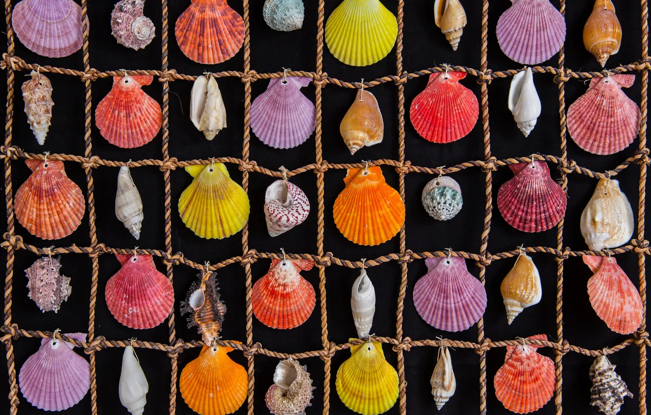 Photo wallpaper colored, rope, cells, shell, sea