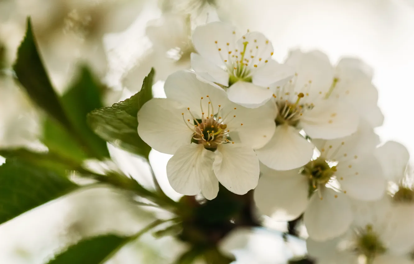 Photo wallpaper cherry, spring, garden, blooming branch