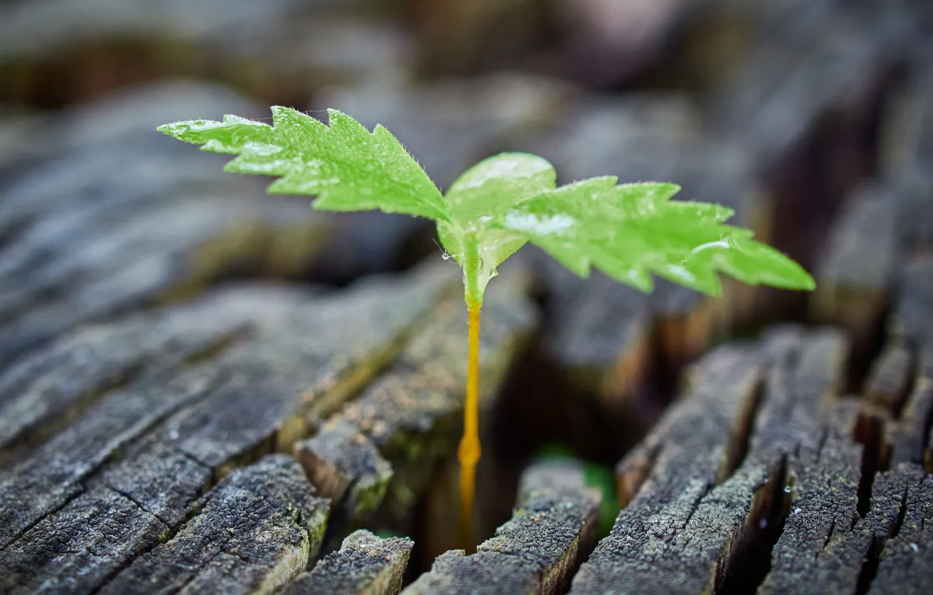 Photo wallpaper macro, Rostock, sprouts, Sergey Kalev