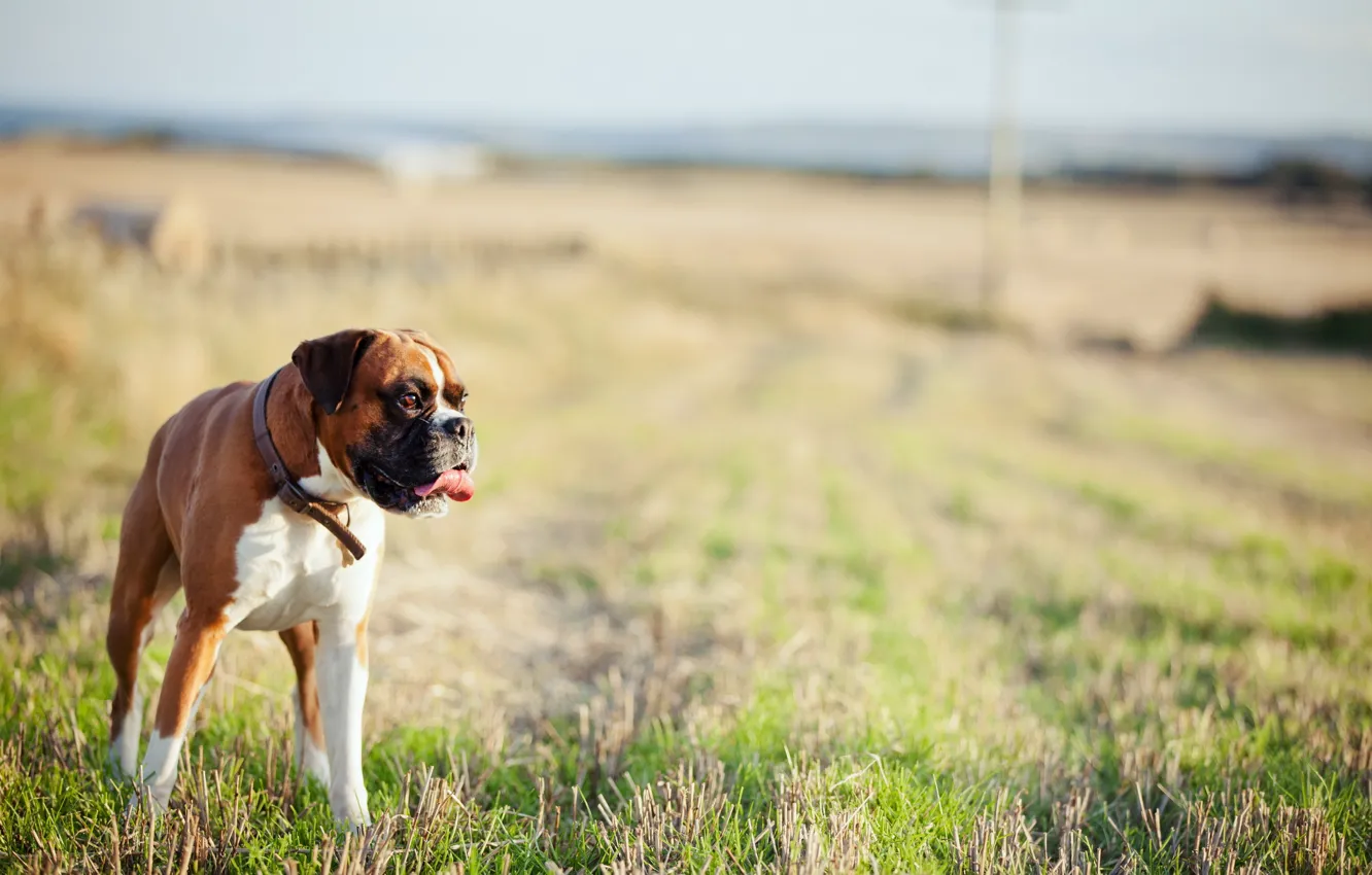 Photo wallpaper field, background, dog