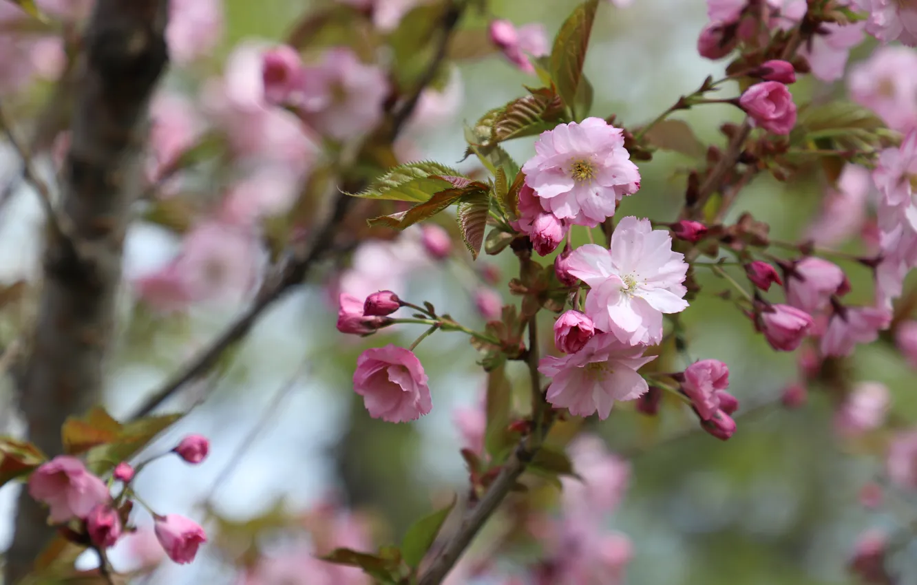 Photo wallpaper flowers, cherry, branch, spring, Sakura, pink, flowering