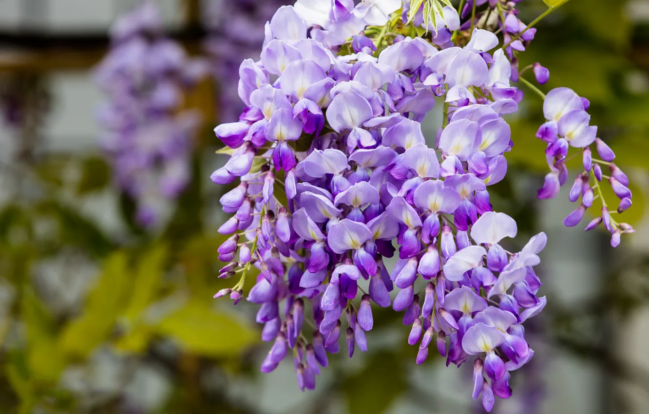 Photo wallpaper macro, flowers, close-up, branches, nature, background, foliage, color