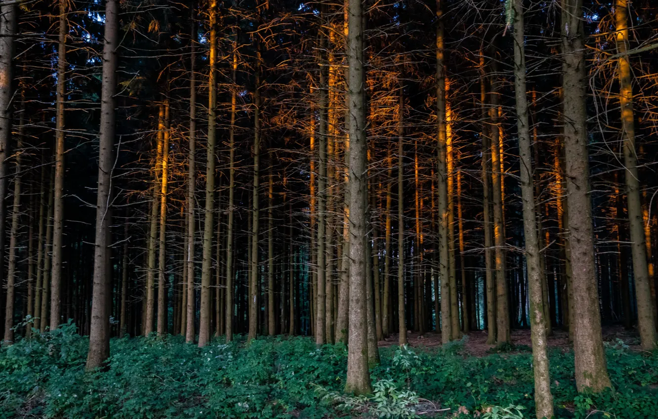 Photo wallpaper forest, summer, the evening