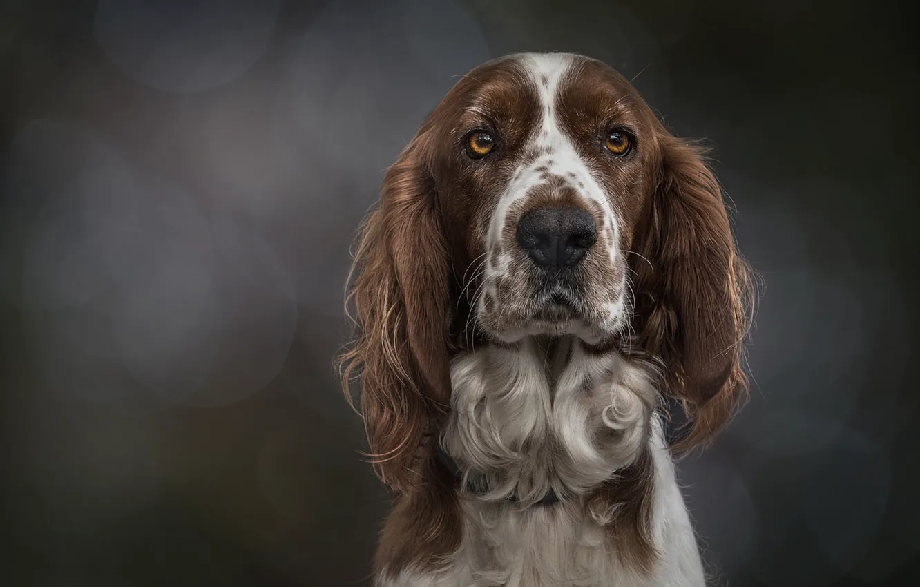 Photo wallpaper look, face, background, portrait, dog, The Welsh Springer Spaniel