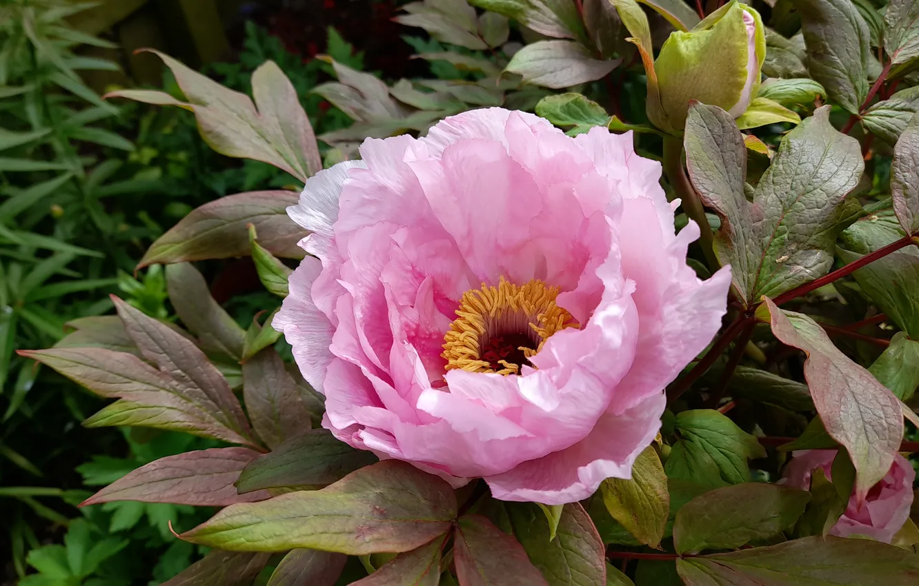 Photo wallpaper leaves, macro, flowers, spring, pink, peonies
