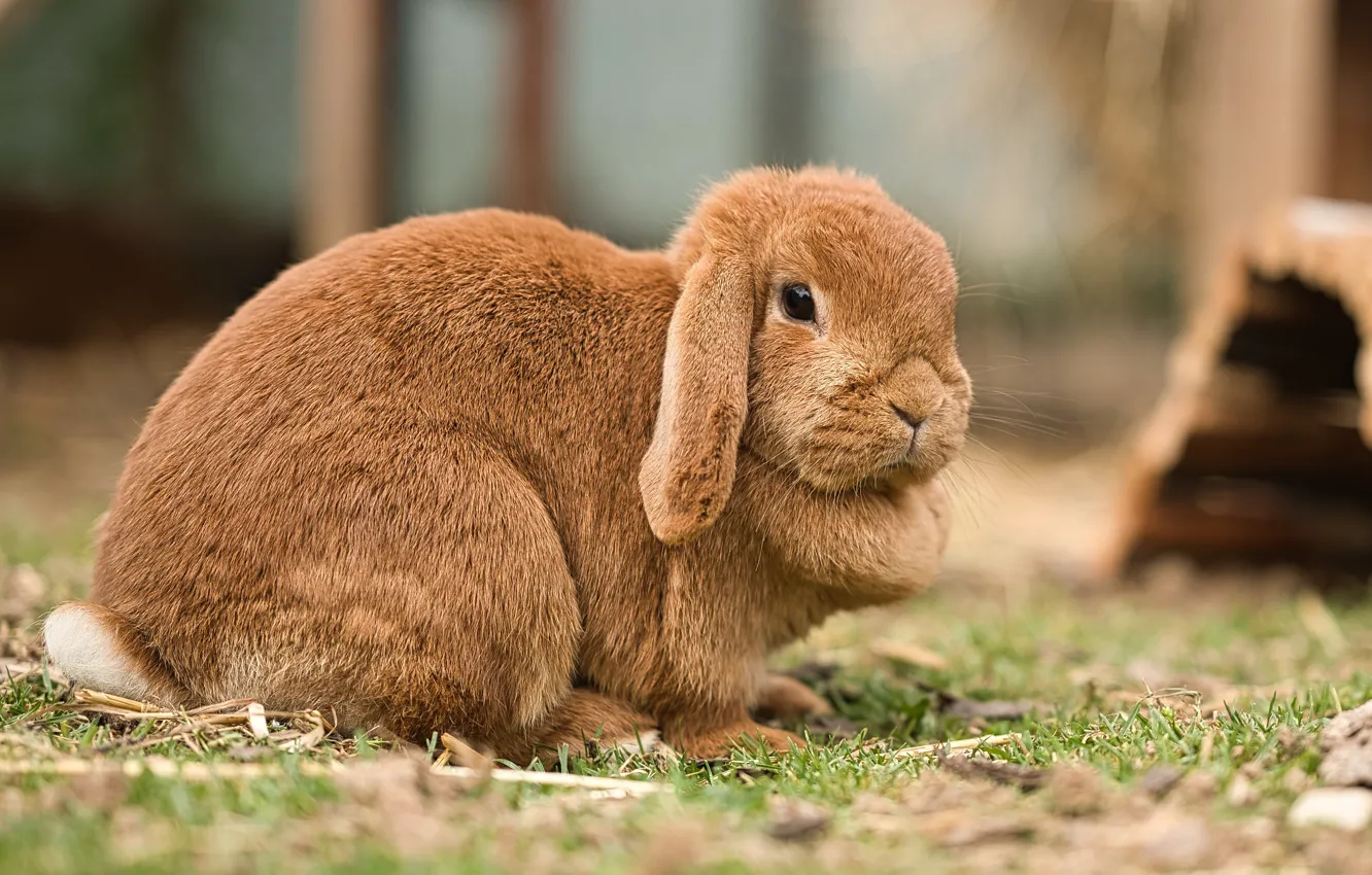 Photo wallpaper red, fold, rabbit, glade, face, Bunny