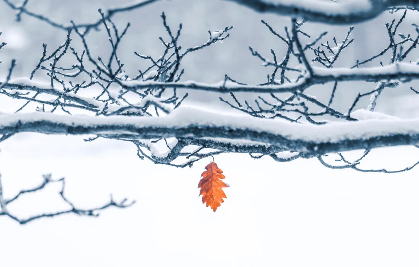 Photo wallpaper winter, frost, snow, trees, branches, nature, one, leaf