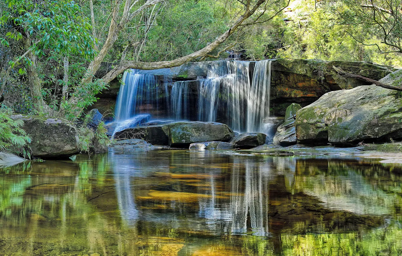 Photo wallpaper forest, trees, stream, stones, waterfall