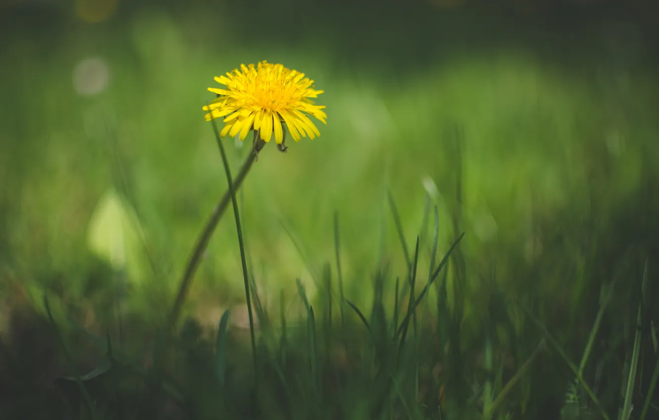 Photo wallpaper grass, flowers, dandelion, yellow, petals, mother and stepmother