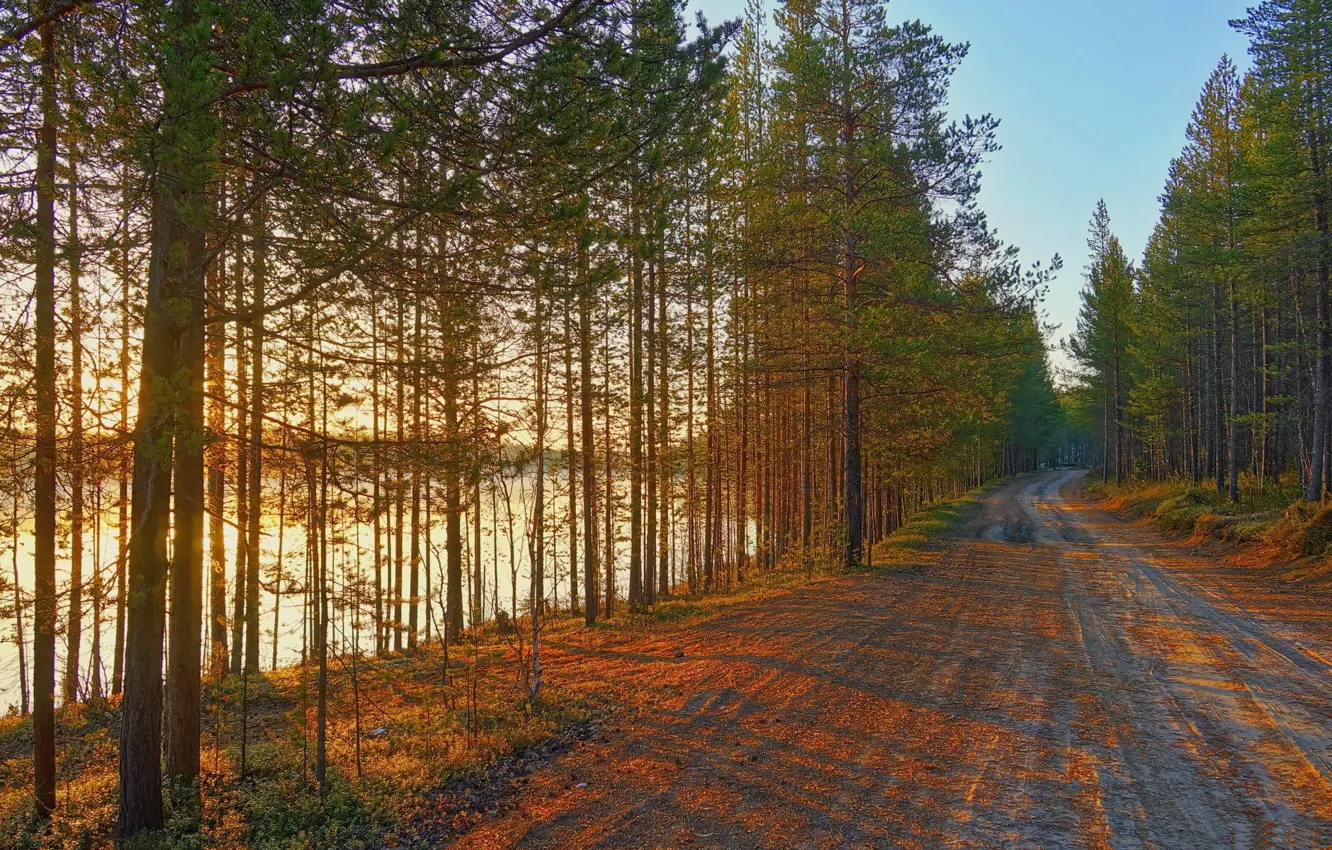 Photo wallpaper river, perspective, Road, pine