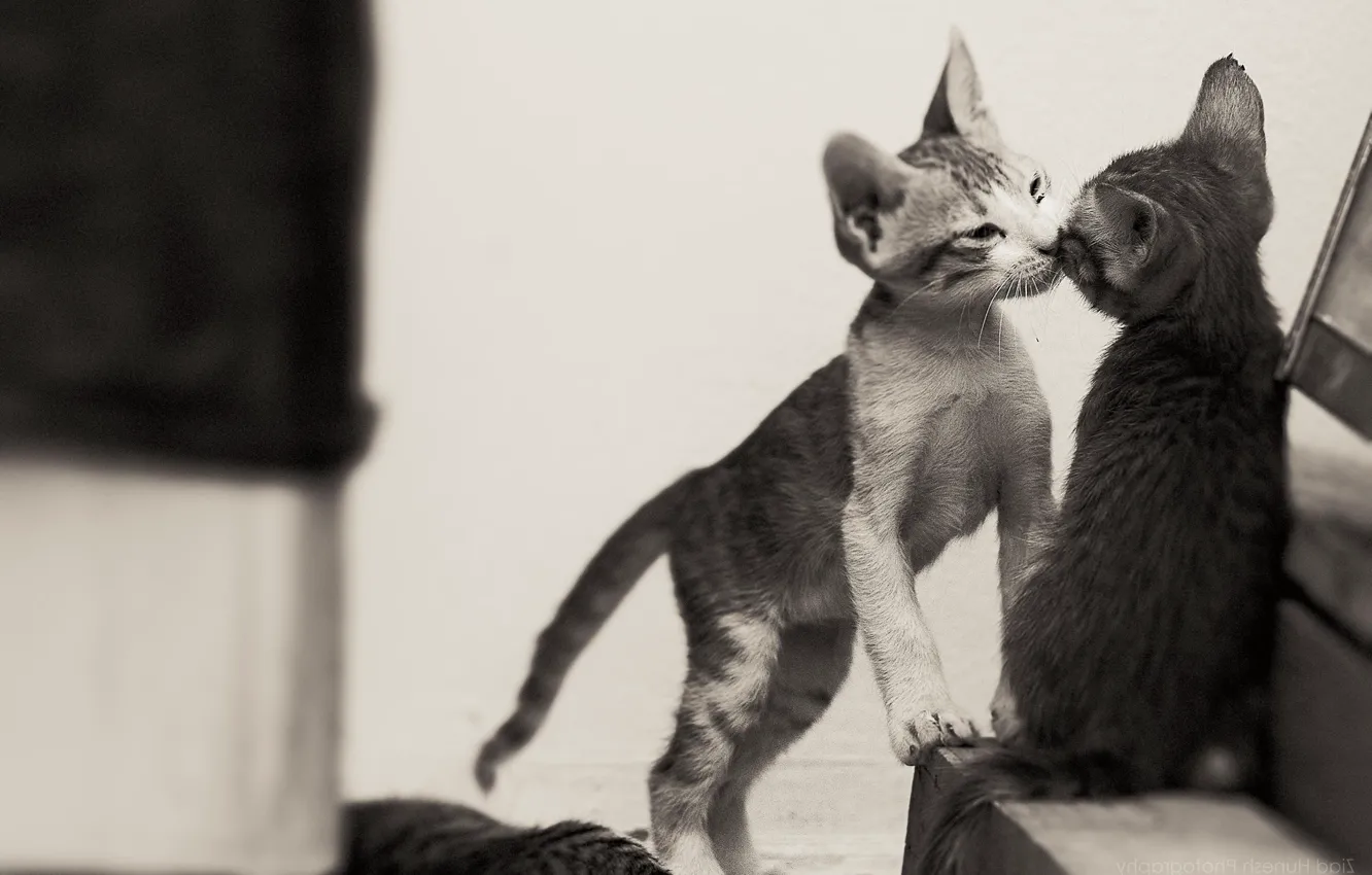 Photo wallpaper kiss, black and white, kittens, kids, a couple, monochrome, two kittens