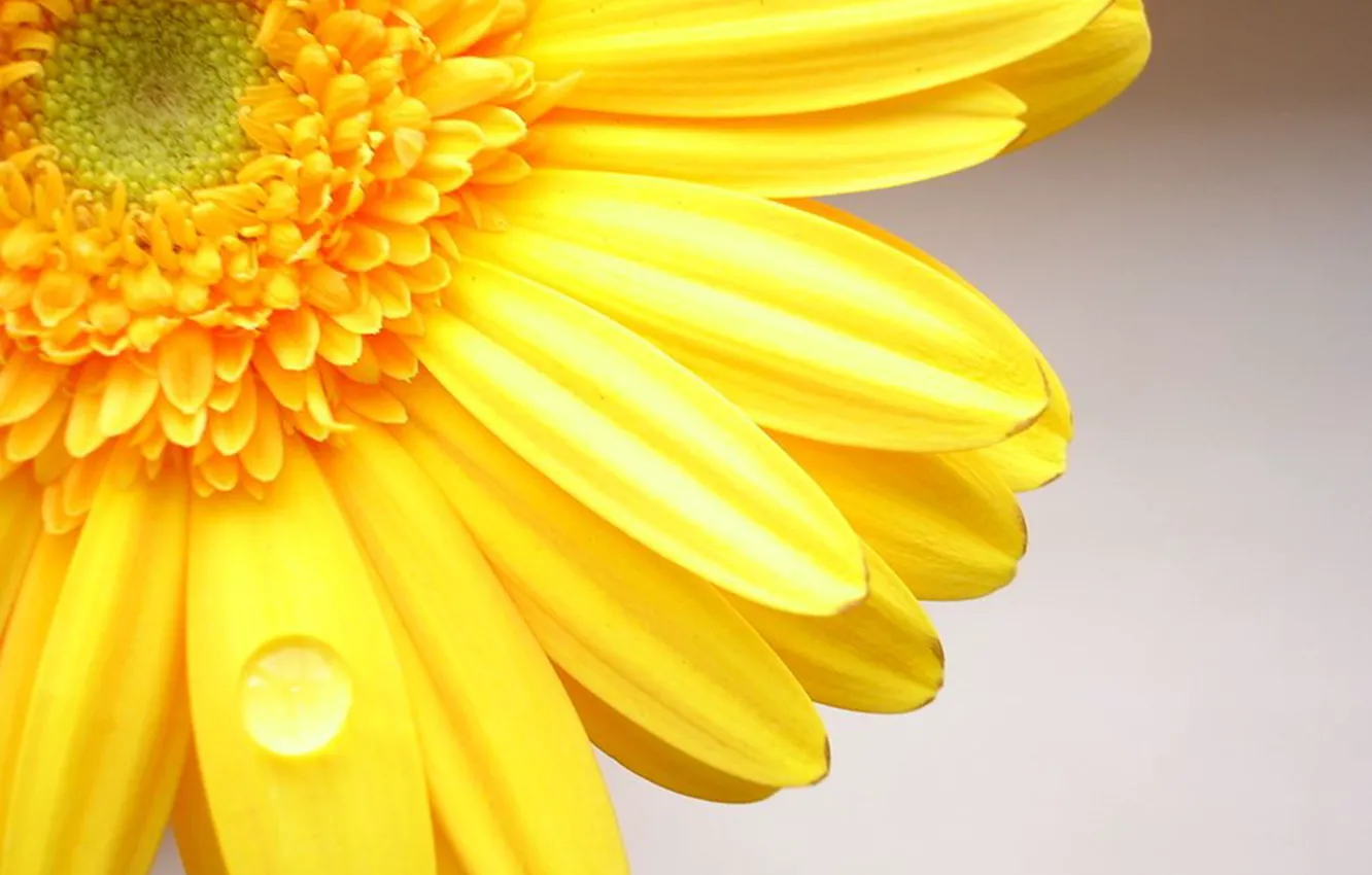 Photo wallpaper flowers, yellow, gerbera